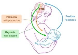 Maximizing Lactıon Success: Proven Strategies for Nursing Mothers